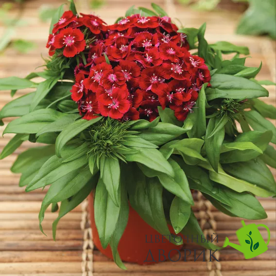 Гвоздика бородатая Barbarini F1 Red pro-gvoborbarf1red-1000 фото