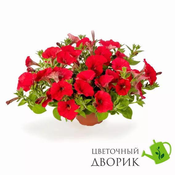 Петунія FlashForward F1 Red pro-petflaf1red-1000 фото