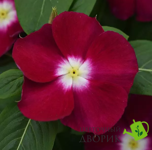 Винка Mediterranean XP Burgundy Halo MediterraneanBurH фото