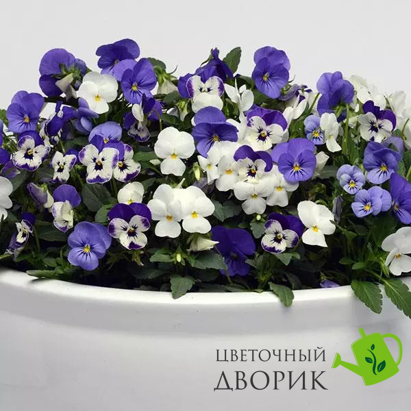 Виола Sorbet XP Blueberry Sundae Mixture pro-SorbetXPBlueberrySundaeMixture-1000 фото
