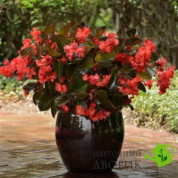 Бегонiя Megawatt Red Bronze Leaf MegawattRedBronzeLeaf фото