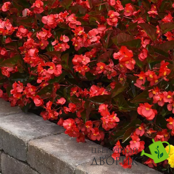 Бегонiя Megawatt Red Bronze Leaf MegawattRedBronzeLeaf фото