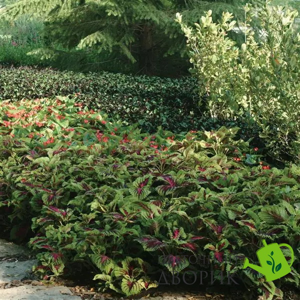 Колеус Kong Rose pro-kolkonrose-1000 фото