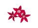 Пентас Graffiti Bright Red  po-GraffitiBrightRed-500 фото 3