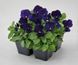 Виола рогатая Admire F1 Deep Blue pro-viorogadmf1deeblu-1000 фото 2
