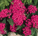Пентас Graffiti Bright Red  po-GraffitiBrightRed-500 фото 2