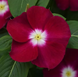 Винка Mediterranean XP Burgundy Halo MediterraneanBurH фото 2