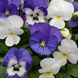 Виола Sorbet XP Blueberry Sundae Mixture pro-SorbetXPBlueberrySundaeMixture-1000 фото 1