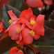 Бегонiя Megawatt Red Bronze Leaf MegawattRedBronzeLeaf фото 1