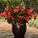 Бегонiя Megawatt Red Bronze Leaf MegawattRedBronzeLeaf фото 2