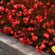 Бегонiя Megawatt Red Bronze Leaf MegawattRedBronzeLeaf фото 3