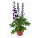 Дельфініум Delphina Dark Blue Black Bee pro-deldeldarblublabee-1000 фото 2