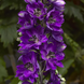 Дельфініум Delphina Dark Blue Black Bee pro-deldeldarblublabee-1000 фото 1