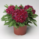Гвоздика бородатая Barbarini F1 Red pro-gvoborbarf1red-1000 фото 2