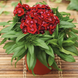 Гвоздика бородатая Barbarini F1 Red pro-gvoborbarf1red-1000 фото 3