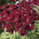 Гвоздика бородатая Barbarini F1 Red pro-gvoborbarf1red-1000 фото 1