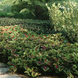Колеус Kong Rose pro-kolkonrose-1000 фото 2