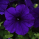 Петунія E3 Easy Wave F1 Blue pro-pete3easwavf1blunew202-100 фото 2