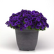 Петунія E3 Easy Wave F1 Blue pro-pete3easwavf1blunew202-100 фото 1