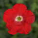 Петунія FlashForward F1 Red pro-petflaf1red-1000 фото 1