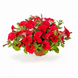 Петунія FlashForward F1 Red pro-petflaf1red-1000 фото 2