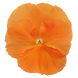 Вiола Inspire DeluXXe F1 Orange pro-InspireDeluXXeO -500 фото 2