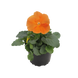 Вiола Inspire DeluXXe F1 Orange pro-InspireDeluXXeO -500 фото 1