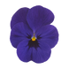 Виола рогатая Admire F1 Deep Blue pro-viorogadmf1deeblu-1000 фото 1