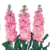 Маттиола Iron Pink IronBlue фото