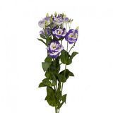 Еустома Aube 3 Blue Picotee pro-eusaub3blupic-1000 фото