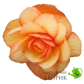 Бегонiя Illumination F1 Apricot Shades pro-begillf1aprsha-500 фото