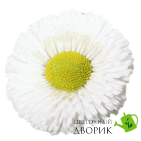 Маргаритка Speedstar Plus White pro-marspepluwhi-1000 фото