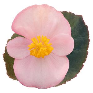 Бегонiя Big F1 Soft Pink Bronze Leaf New2027 pro-BIGSoftPinkBronzeLeaf-500 фото