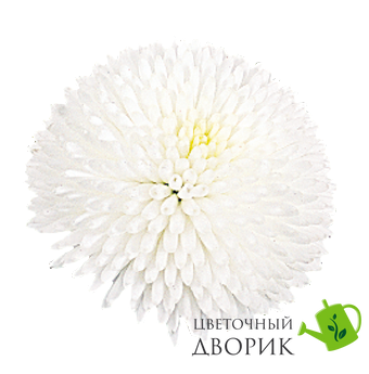 Маргаритка Tasso White TassoWhite фото