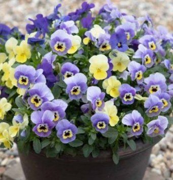 Віола Рогата Bel Viso F 1 Baby Blue Mix pro-belvisobabybluemix-1000seed фото
