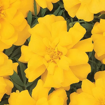 Тагетес Durango Yellow DurangoYellow-25 фото