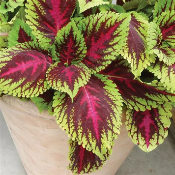 Колеус Kong Rose kolkonros-5 фото