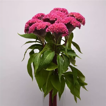 Целозия гребенчатая Neo Pink celgreneopin-5 фото