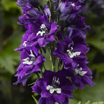 Дельфиниум Delphina Dark Blue White Bee pro-deldeldarbluwhibee-1000 фото