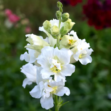 Ротики садові Madam Butterfly Ivory MadamButterflyIvory фото