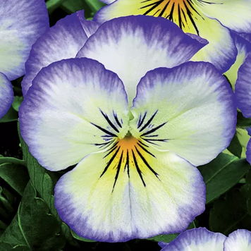 Вiола рогата Penny F1 Purple Picotee pro-PennyPurplePic-1000 фото