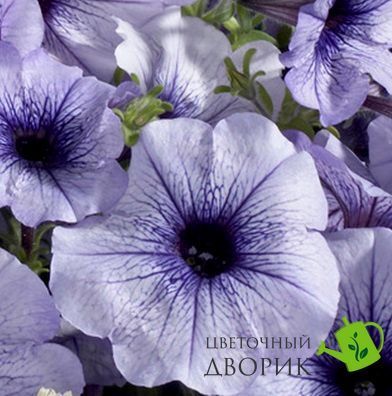Петунiя Celebrity F1 Blue Ice pro-CelebrityBlueIce-500dr фото