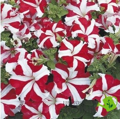 Петунія Tritunia F1 Red Star TrituniaRedStar фото