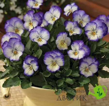 Виола рогатая Penny F1 Purple Picotee pro-PennyPurplePic-1000 фото