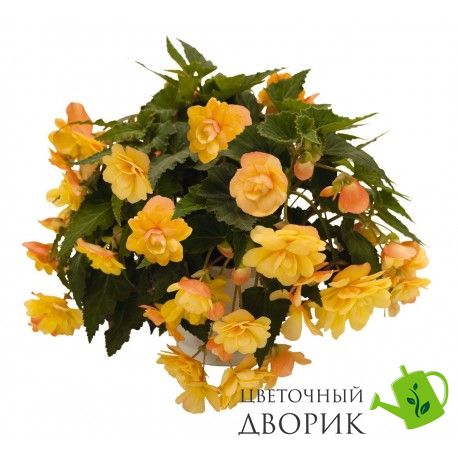 Бегония Illumination F1 Apricot Shades pro-begillf1aprsha-500 фото