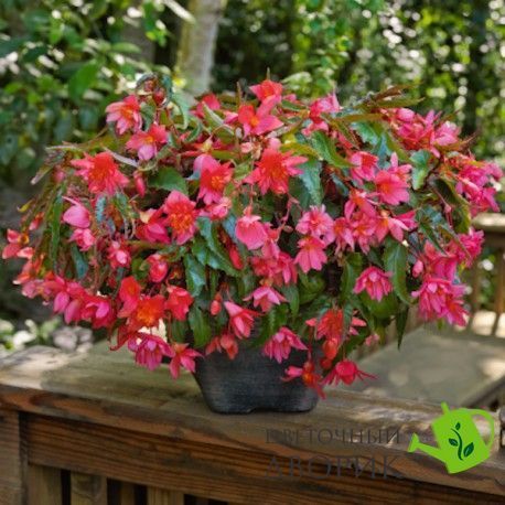 Бегонія Funky F1 Pink FunkyPink фото