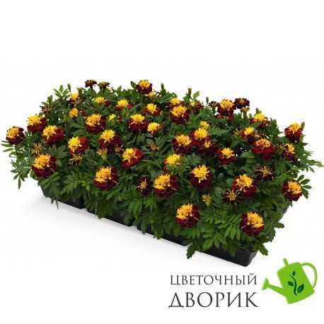 Тагетес Super Hero Spry pro-SuperHeroSpry-1000 фото
