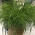 Трава Panicum capillare