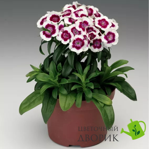 Гвоздика бородата Barbarini F1 Red Picotee pro-gvoborbarf1redpic-1000 фото
