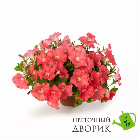 Петунія FlashForward F1 Salmon pro-petflaf1sal-1000 фото